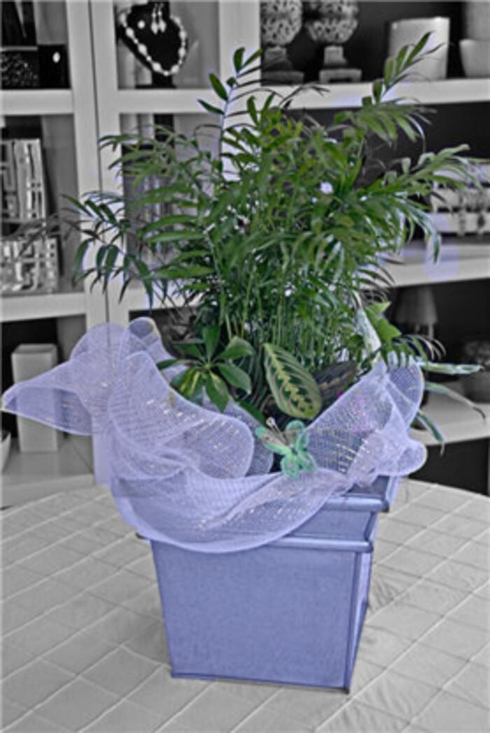 Images Patricia Christina's Flowers