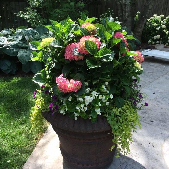 Images Bulow Garden Centre Oakville