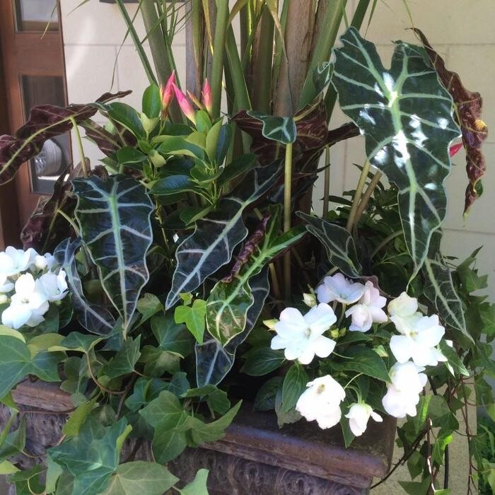 Images Bulow Garden Centre Oakville