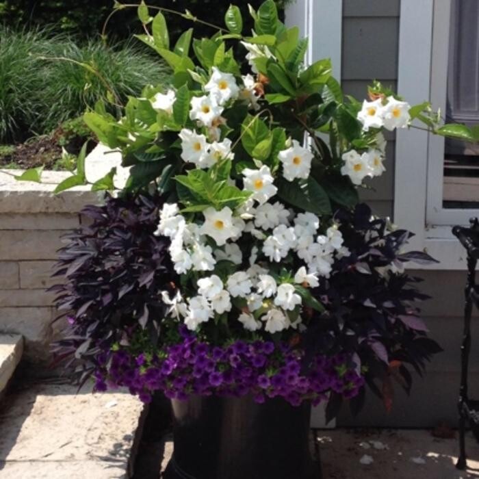 Images Bulow Garden Centre Oakville