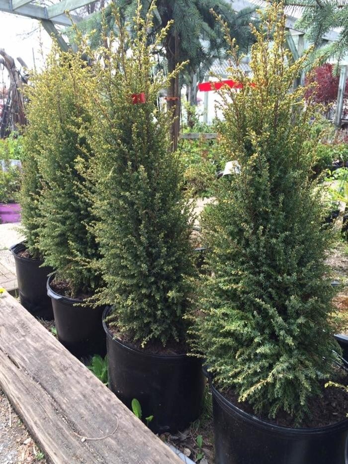 Images Bulow Garden Centre Oakville