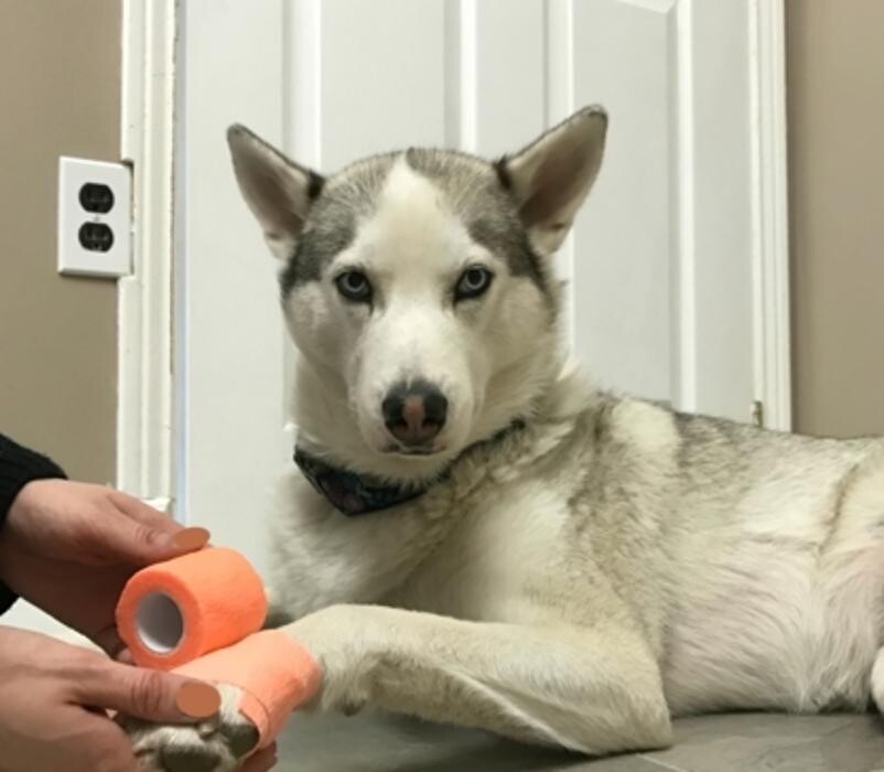 Images Snelgrove Veterinary Services