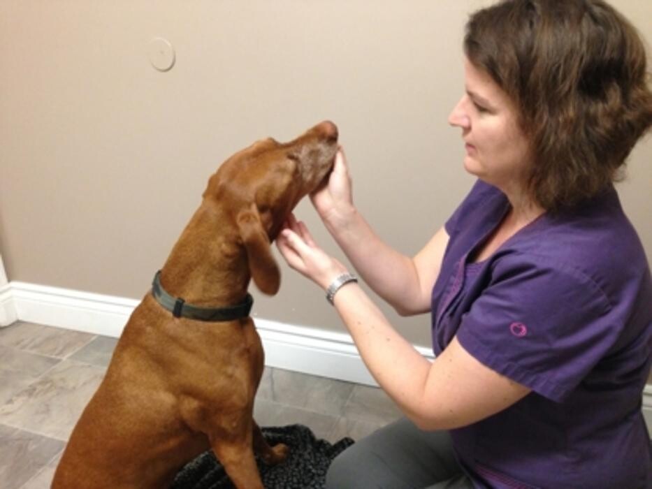 Images Snelgrove Veterinary Services