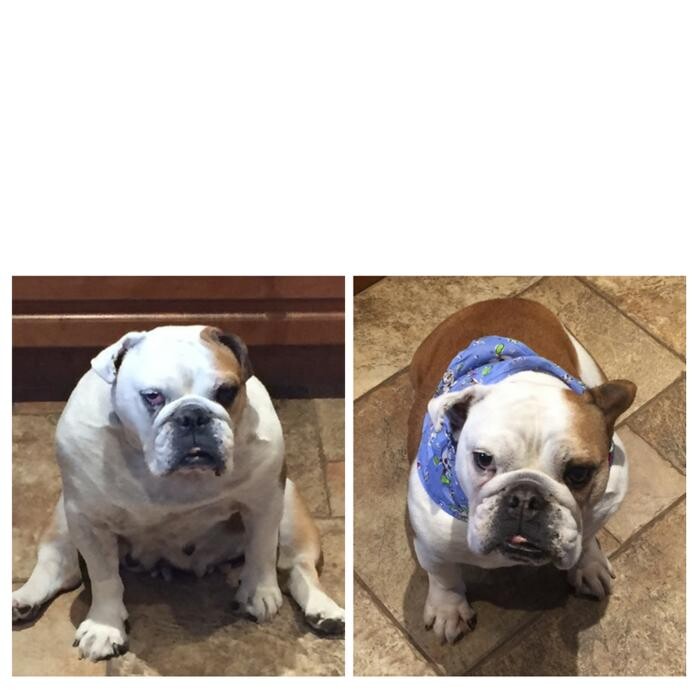 Images Snelgrove Veterinary Services