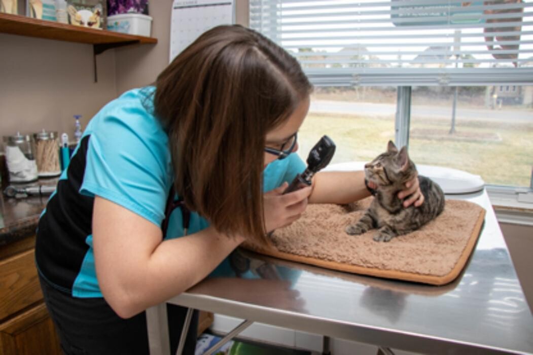 Images Snelgrove Veterinary Services