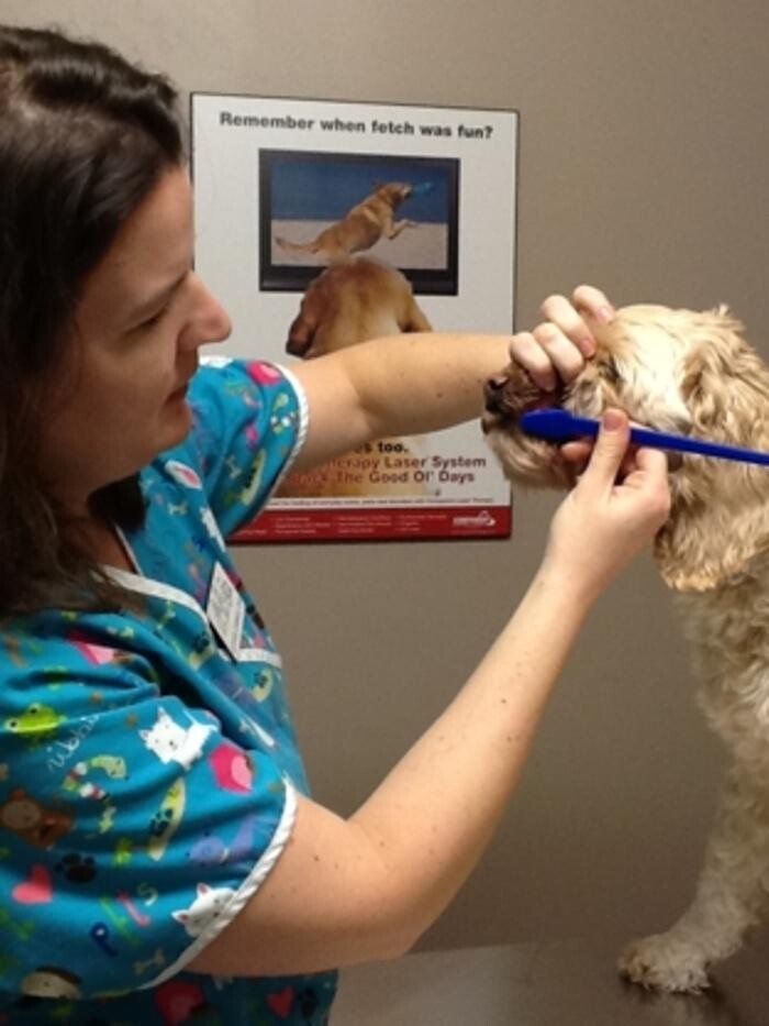 Images Snelgrove Veterinary Services