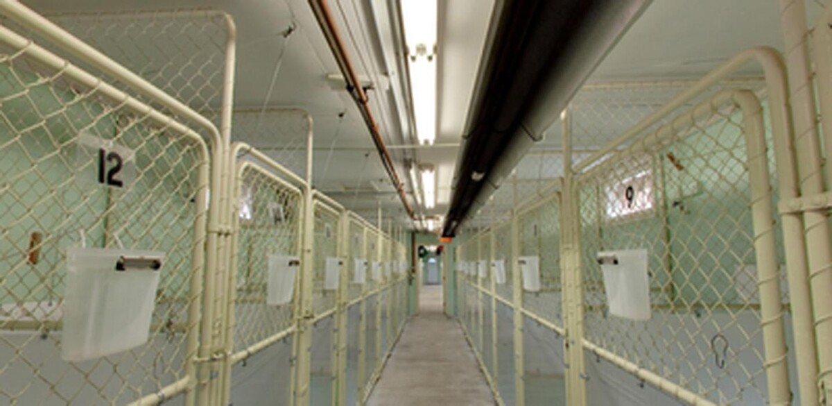 Images Pinetree Pet Resort