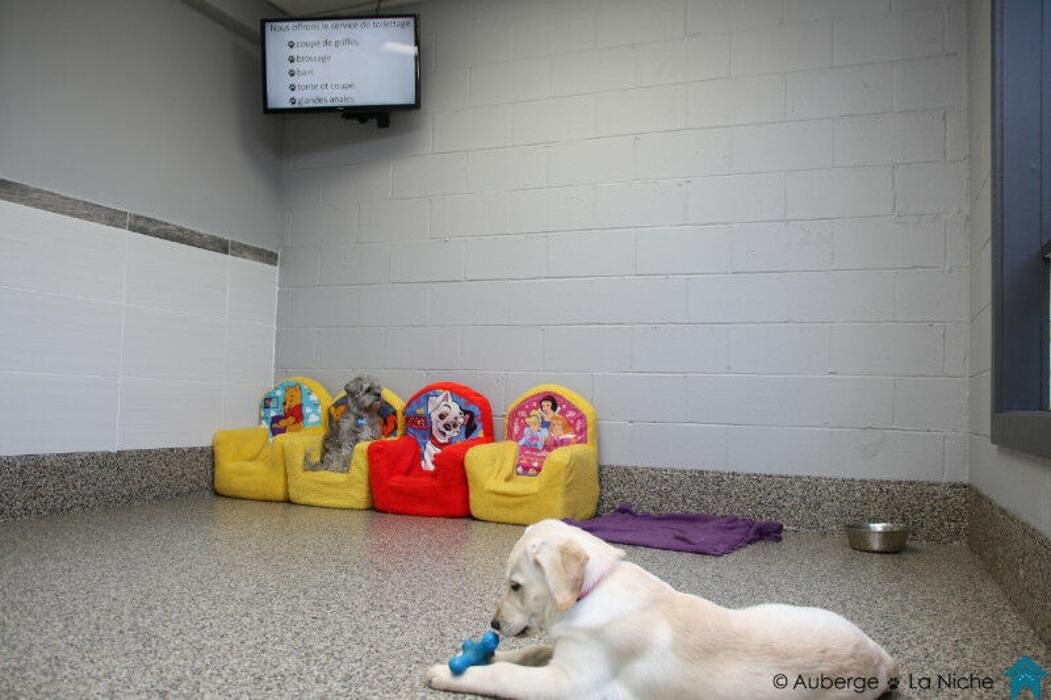 Images Auberge La Niche - Pension Canine de l'Estrie