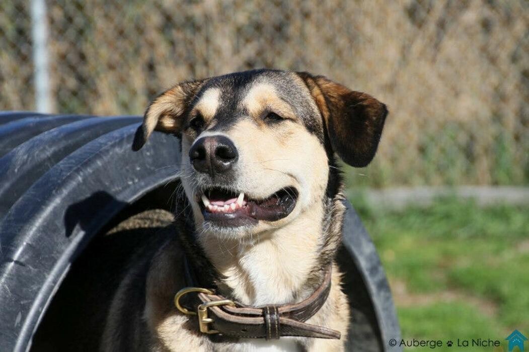 Images Auberge La Niche - Pension Canine de l'Estrie