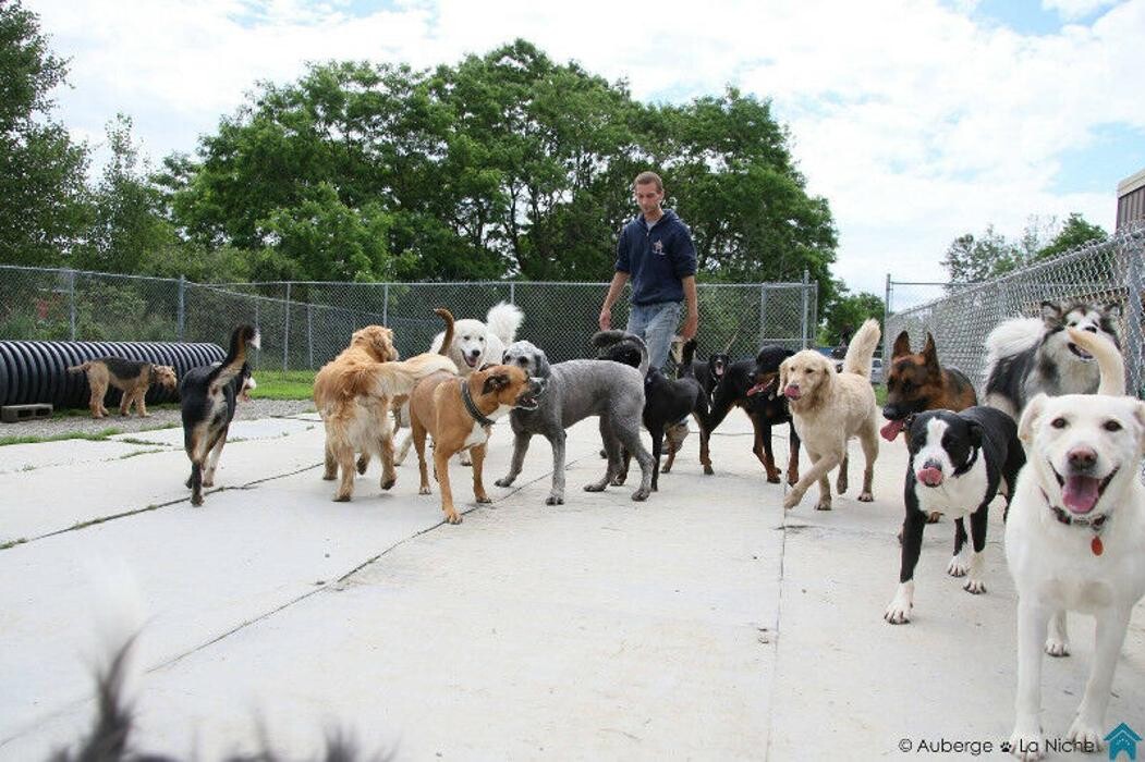 Images Auberge La Niche - Pension Canine de l'Estrie