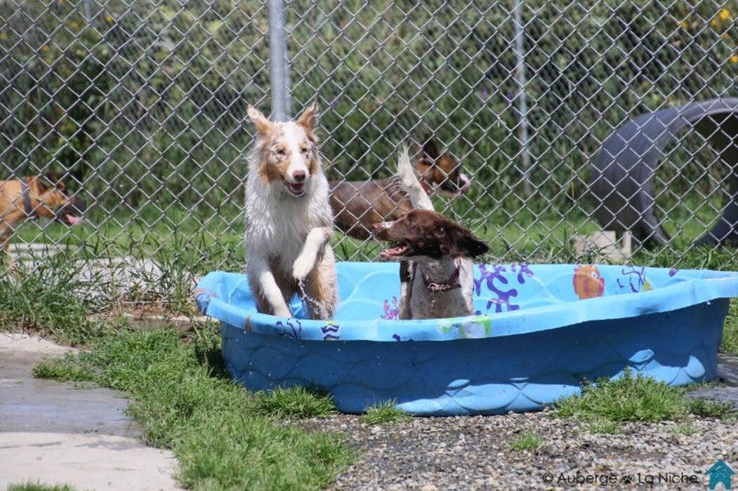 Images Auberge La Niche - Pension Canine de l'Estrie