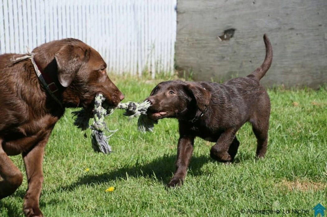 Images Auberge La Niche - Pension Canine de l'Estrie