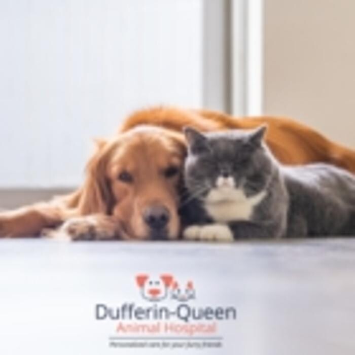 Images Dufferin Queen Animal Hospital