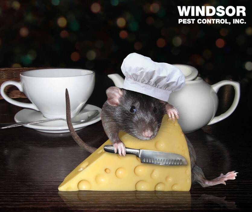 Images Windsor Pest Control