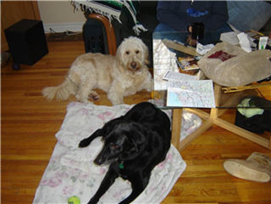 Images Doggy Styles Pet Services
