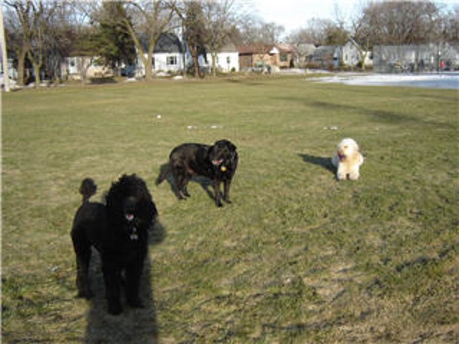 Images Doggy Styles Pet Services