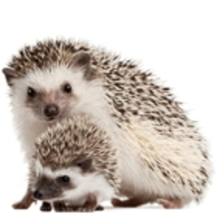 Images Royal Oak Pet Clinic