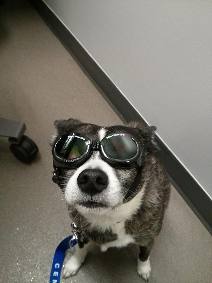 Images Oriole Road Animal Hospital