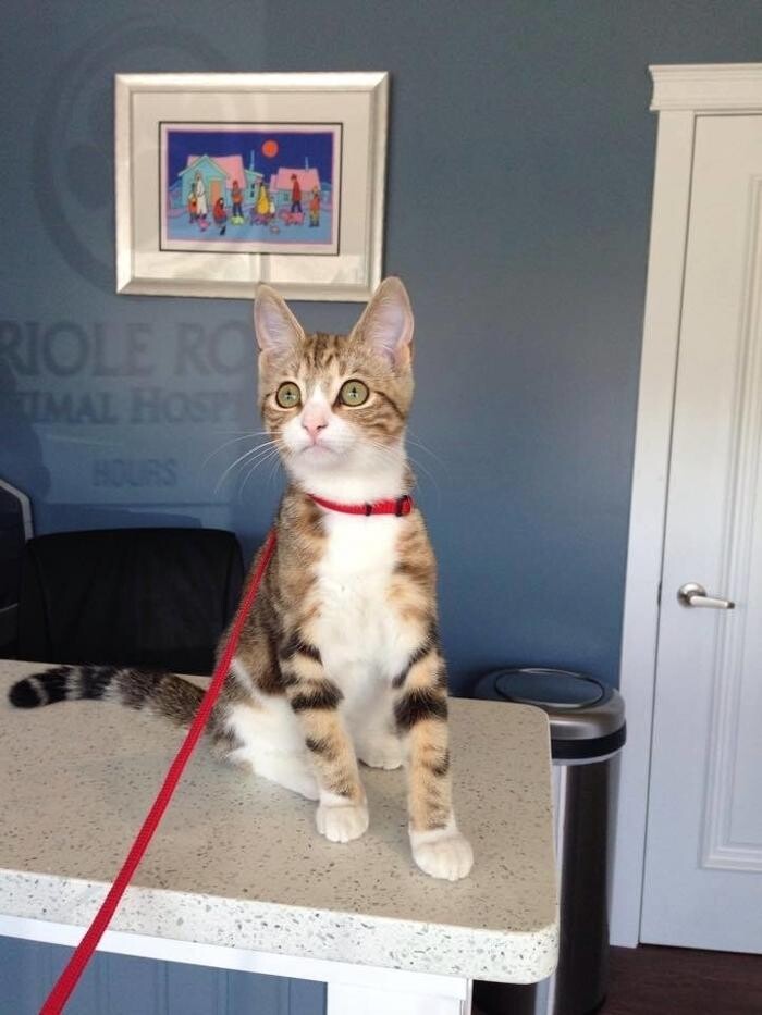 Images Oriole Road Animal Hospital