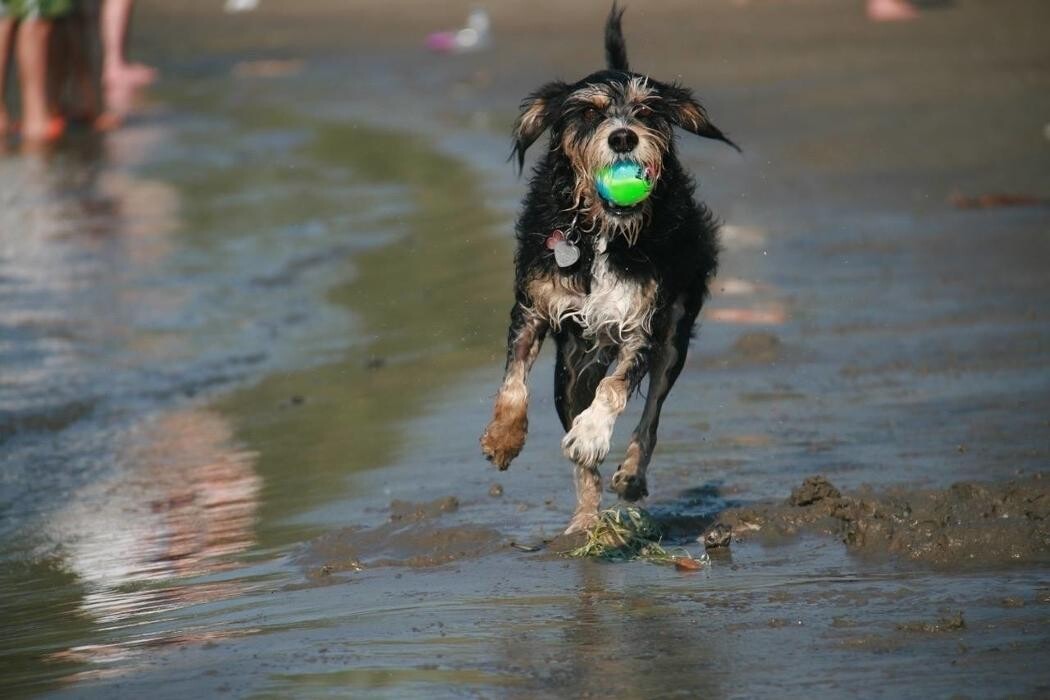 Images Oriole Road Animal Hospital