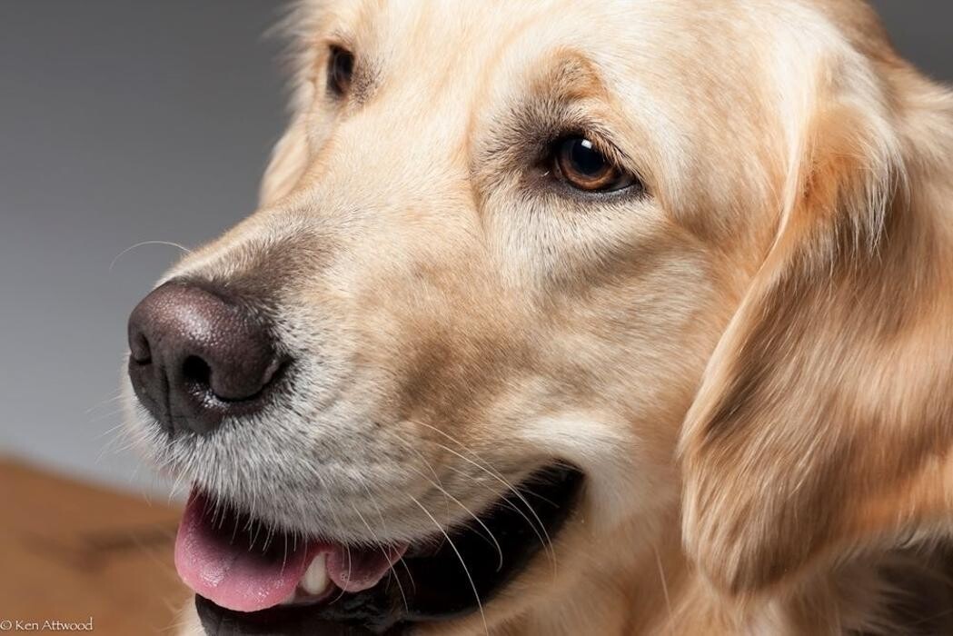 Images Oriole Road Animal Hospital