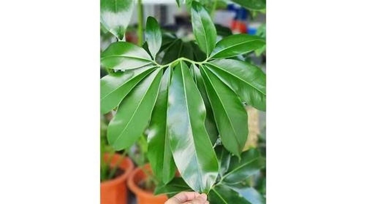Images LittleTree Garden Market