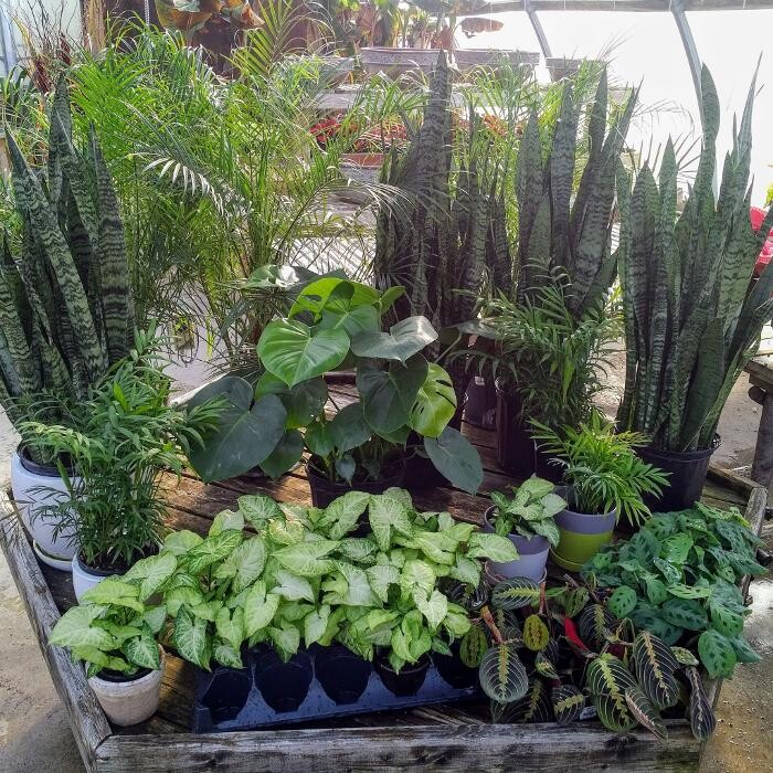 Images LittleTree Garden Market