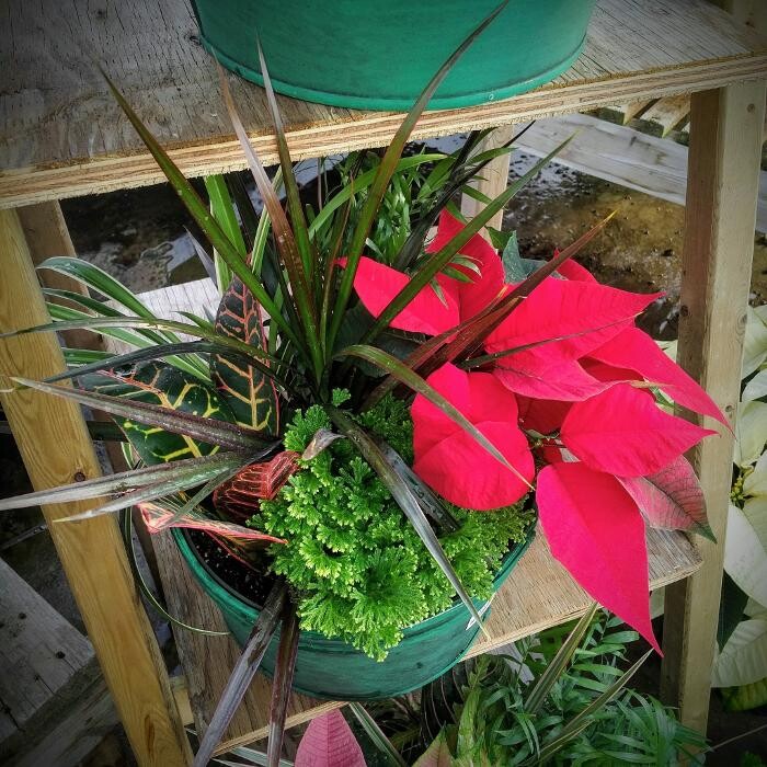 Images LittleTree Garden Market