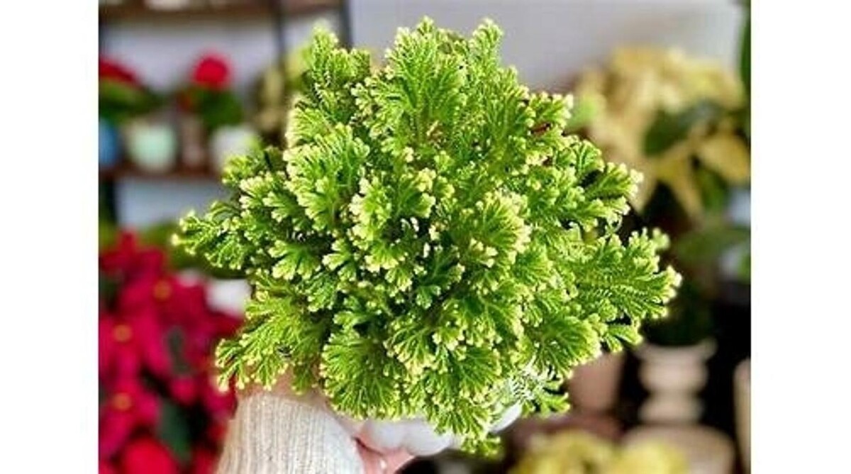 Images LittleTree Garden Market