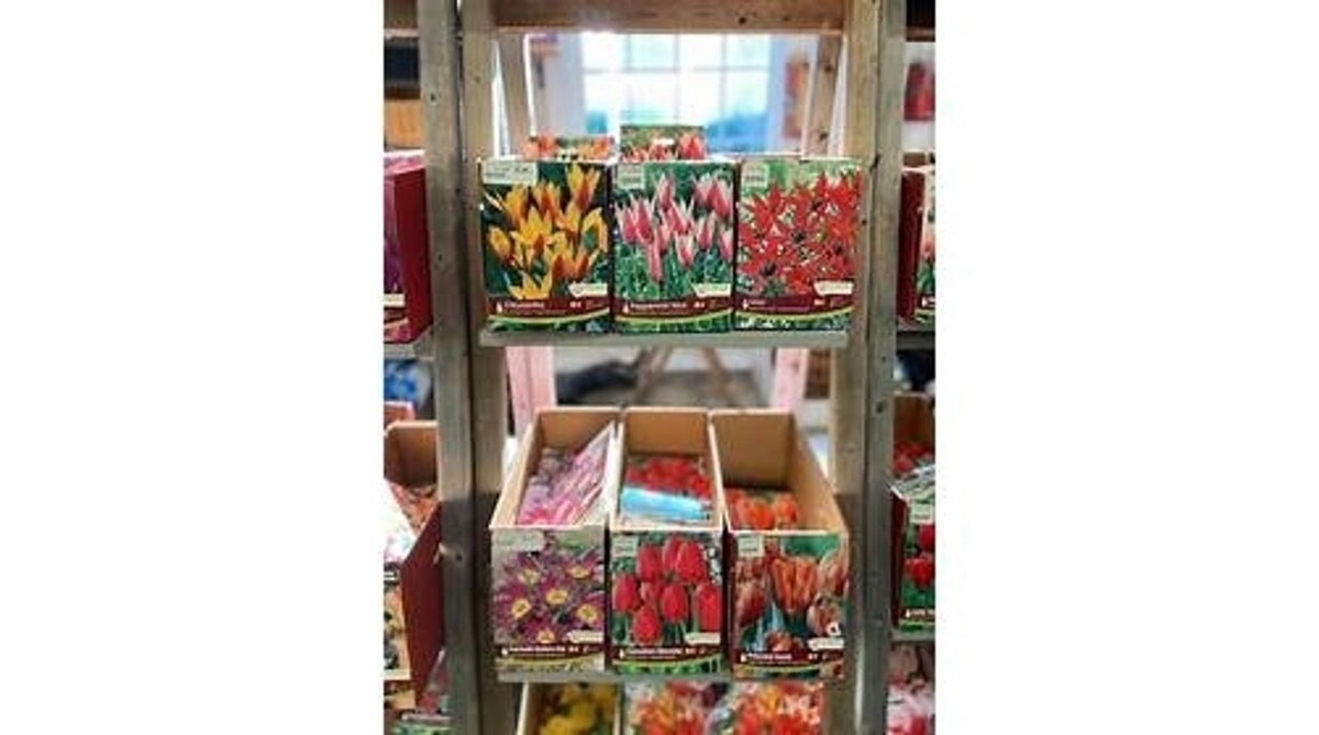 Images LittleTree Garden Market