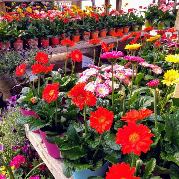 Images LittleTree Garden Market