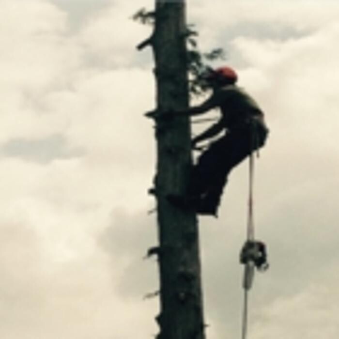 Images Pro Tree Services