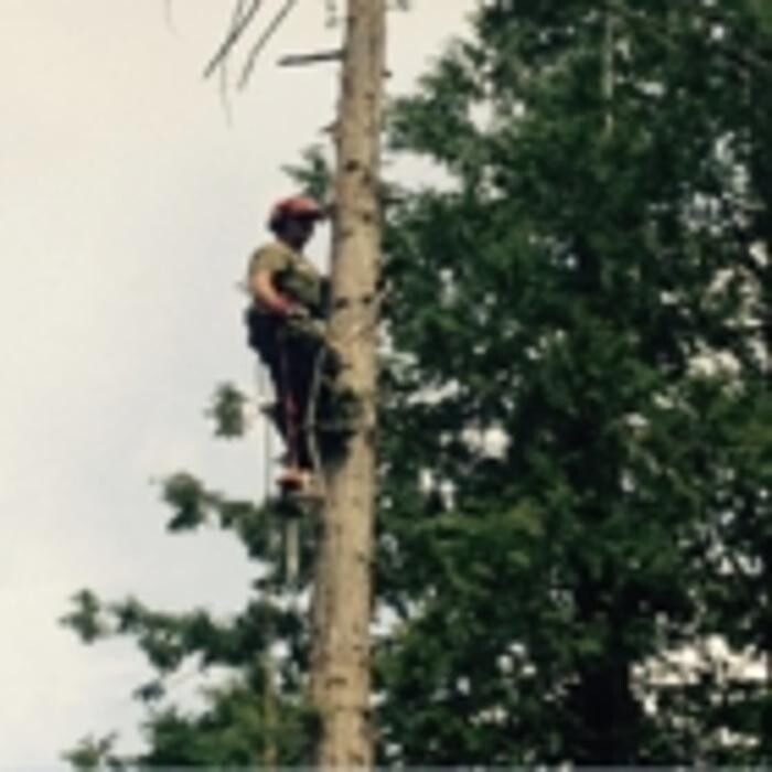 Images Pro Tree Services