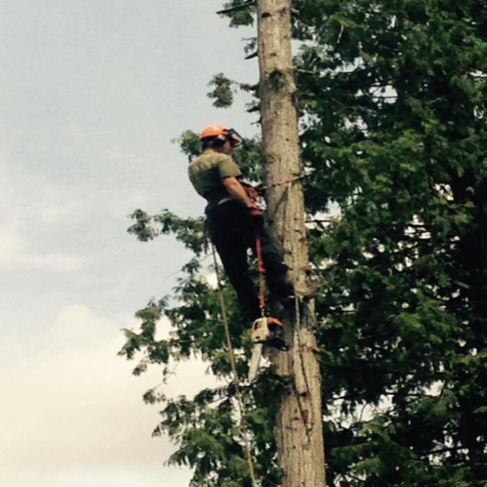 Images Pro Tree Services