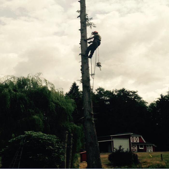 Images Pro Tree Services