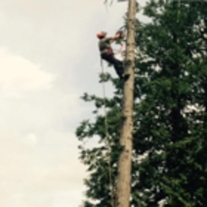 Images Pro Tree Services