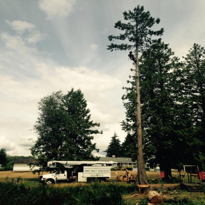 Images Pro Tree Services