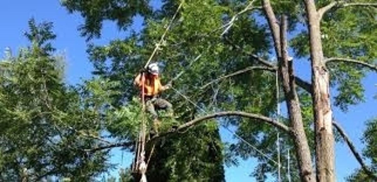 Images Pro Tree Services