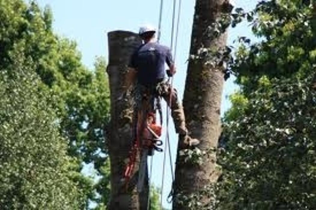 Images Pro Tree Services