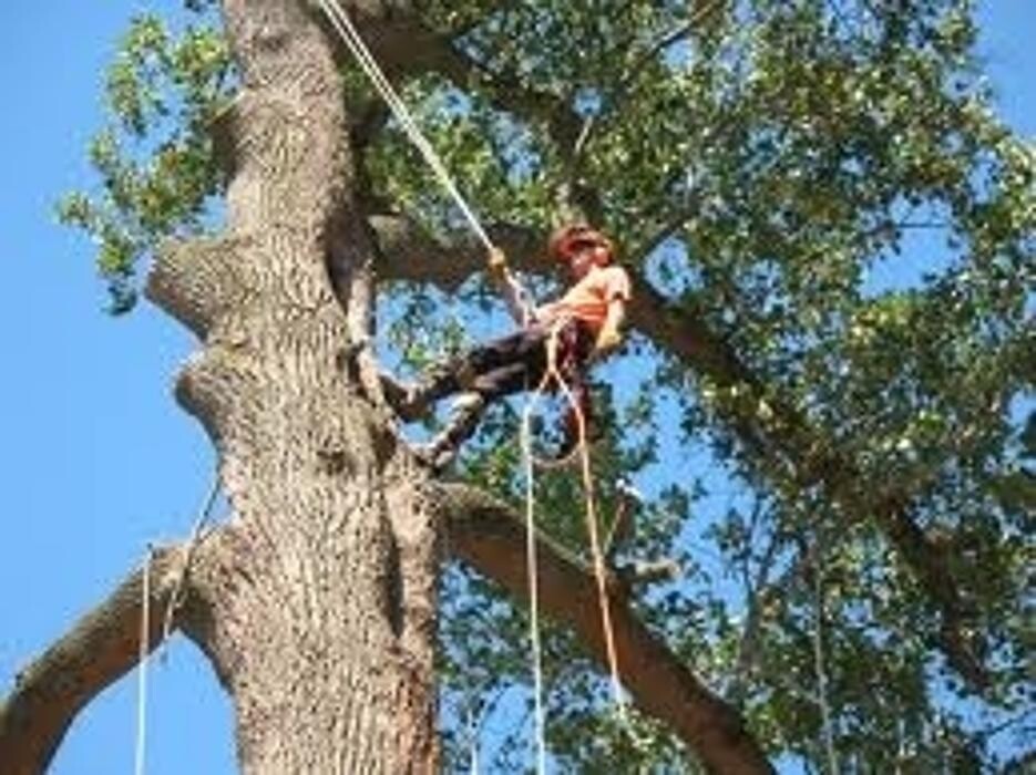 Images Pro Tree Services