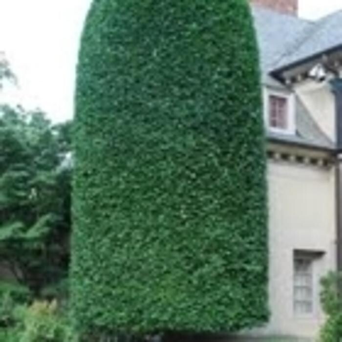 Images Pro Tree Services