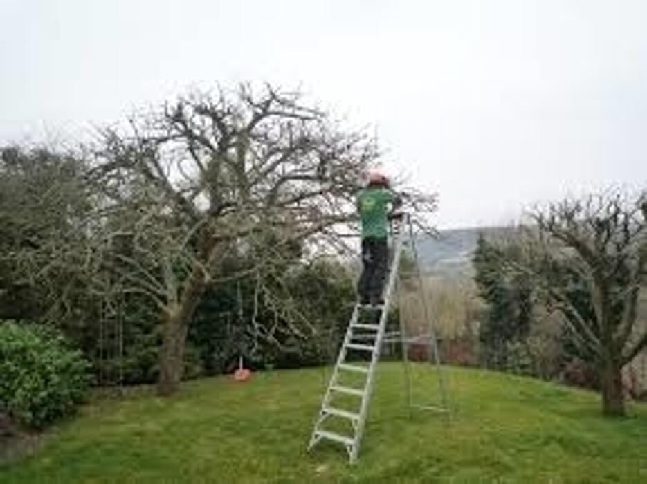 Images Pro Tree Services