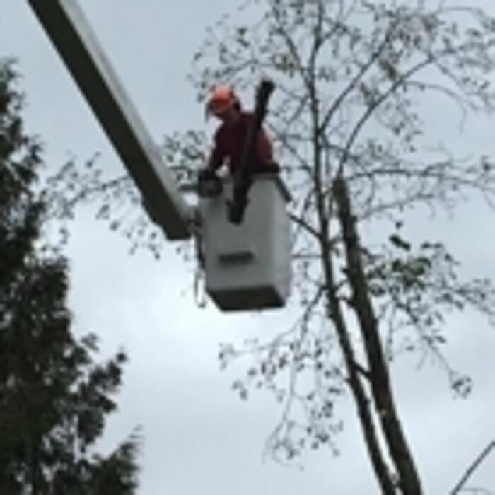 Images Pro Tree Services