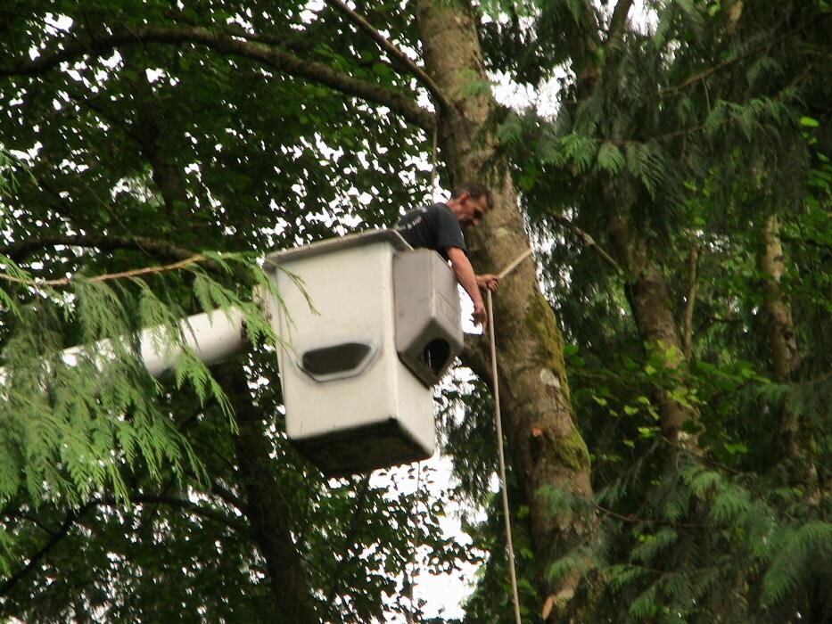 Images Pro Tree Services