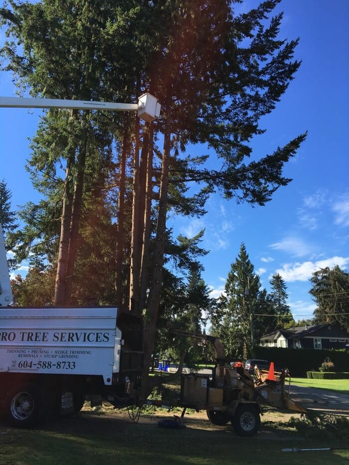 Images Pro Tree Services