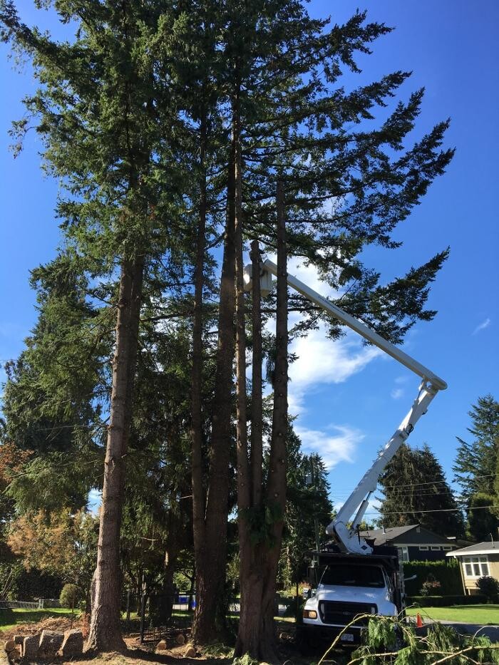 Images Pro Tree Services