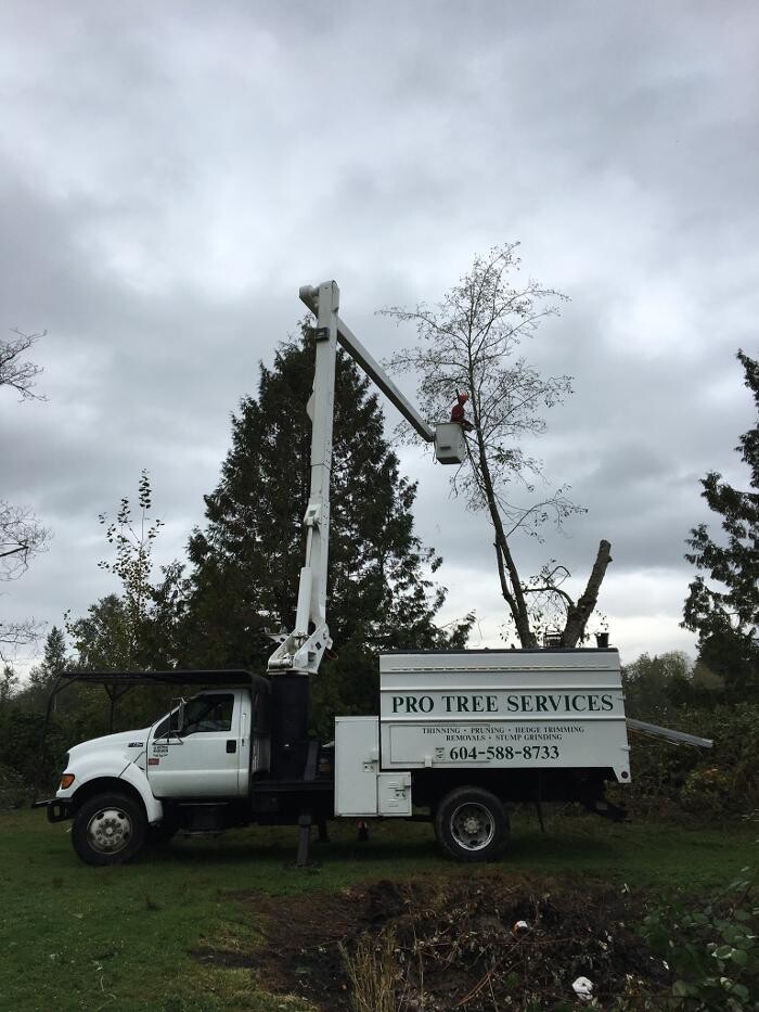 Images Pro Tree Services