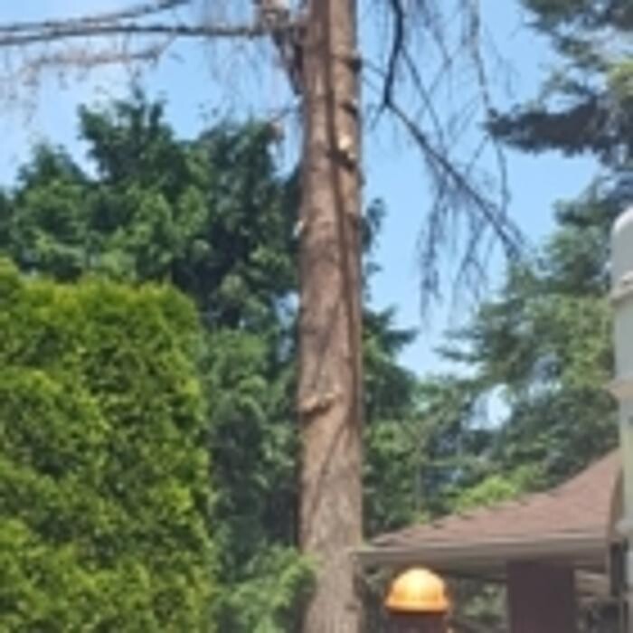 Images Pro Tree Services