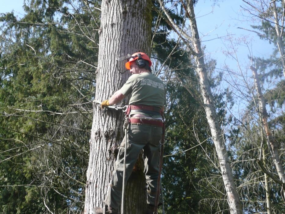 Images Pro Tree Services