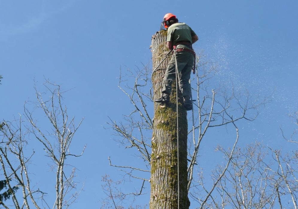 Images Pro Tree Services